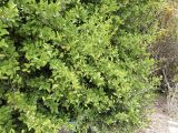 Dovyalis caffra