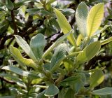 Salix helvetica