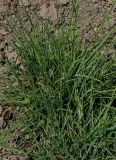 Dianthus carthusianorum