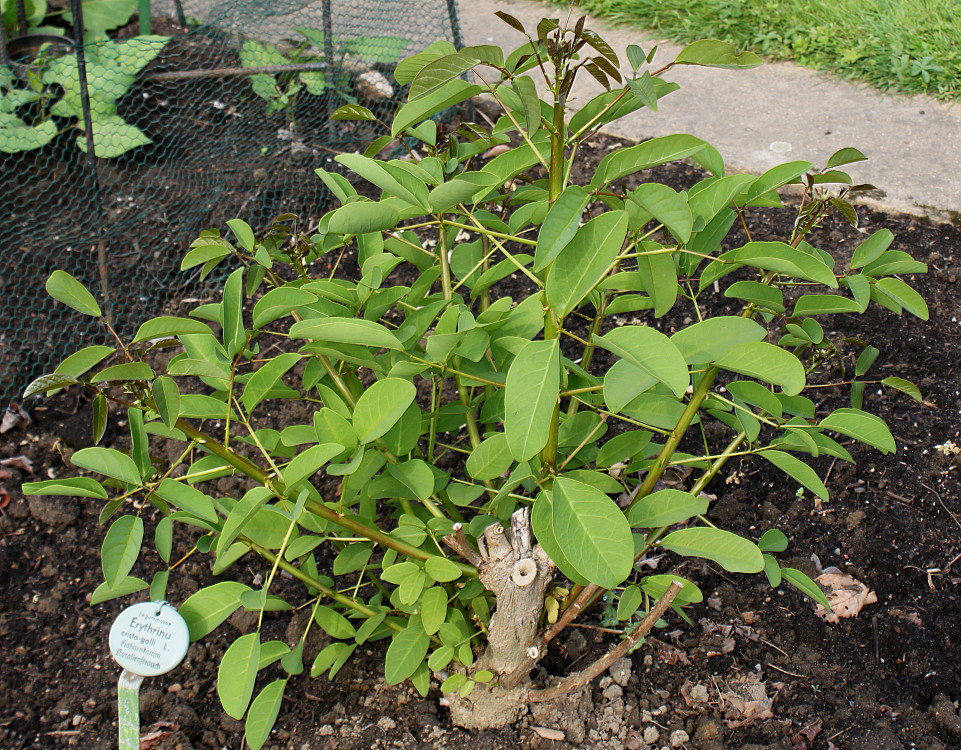 Image of Erythrina crista-galli specimen.