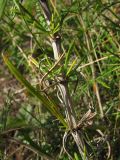 Galium verum