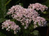 Valeriana officinalis