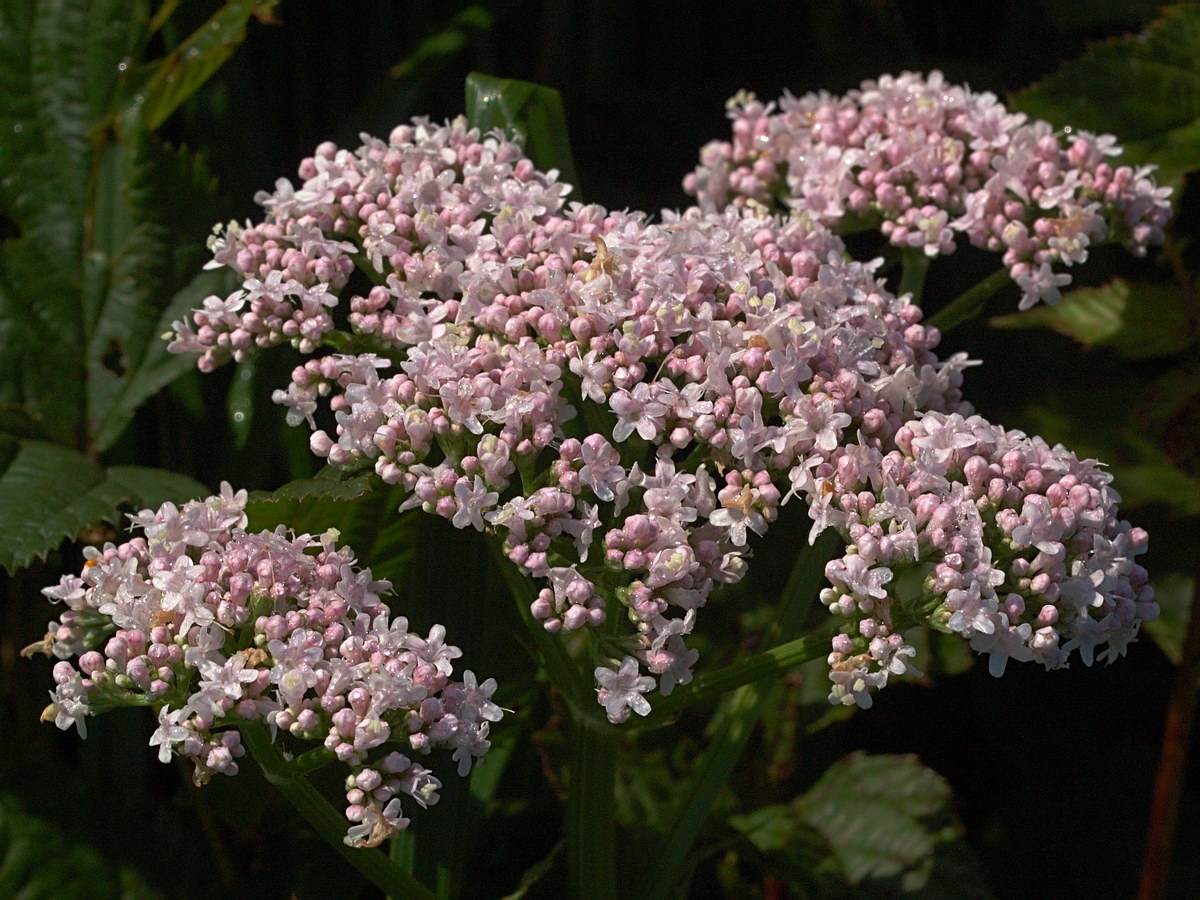 Изображение особи Valeriana officinalis.