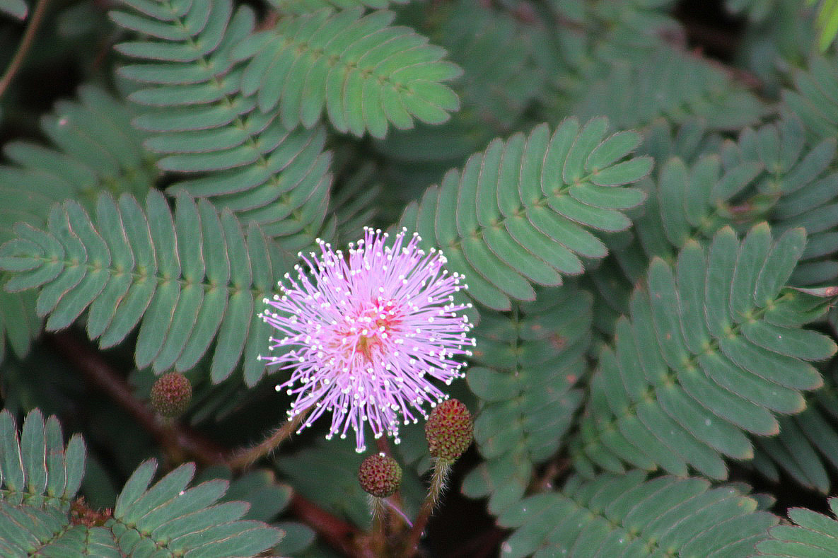 Image of Mimosa pudica specimen.