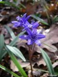 Scilla bifolia