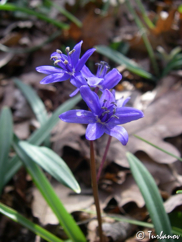 Image of Scilla bifolia specimen.