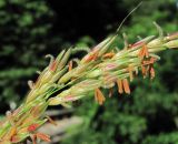Sorghum halepense. Часть соцветия. Абхазия, Гагрский р-н, окр. с. Бзыпта, у ж. д. 13.06.2012.