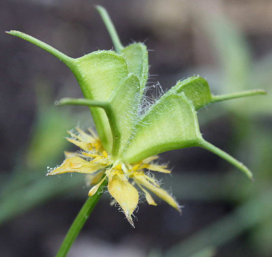 Image of Nigella ciliaris specimen.