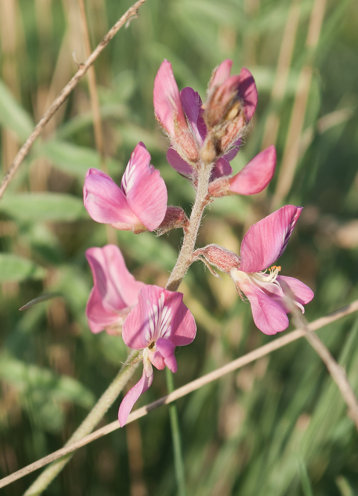 Изображение особи Oxytropis floribunda.