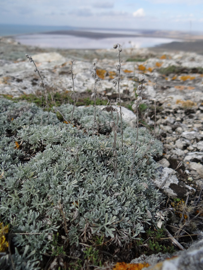 Изображение особи Artemisia caucasica.