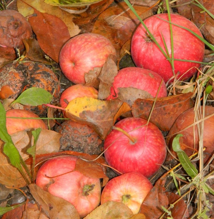 Изображение особи Malus domestica.