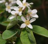 Amelanchier spicata