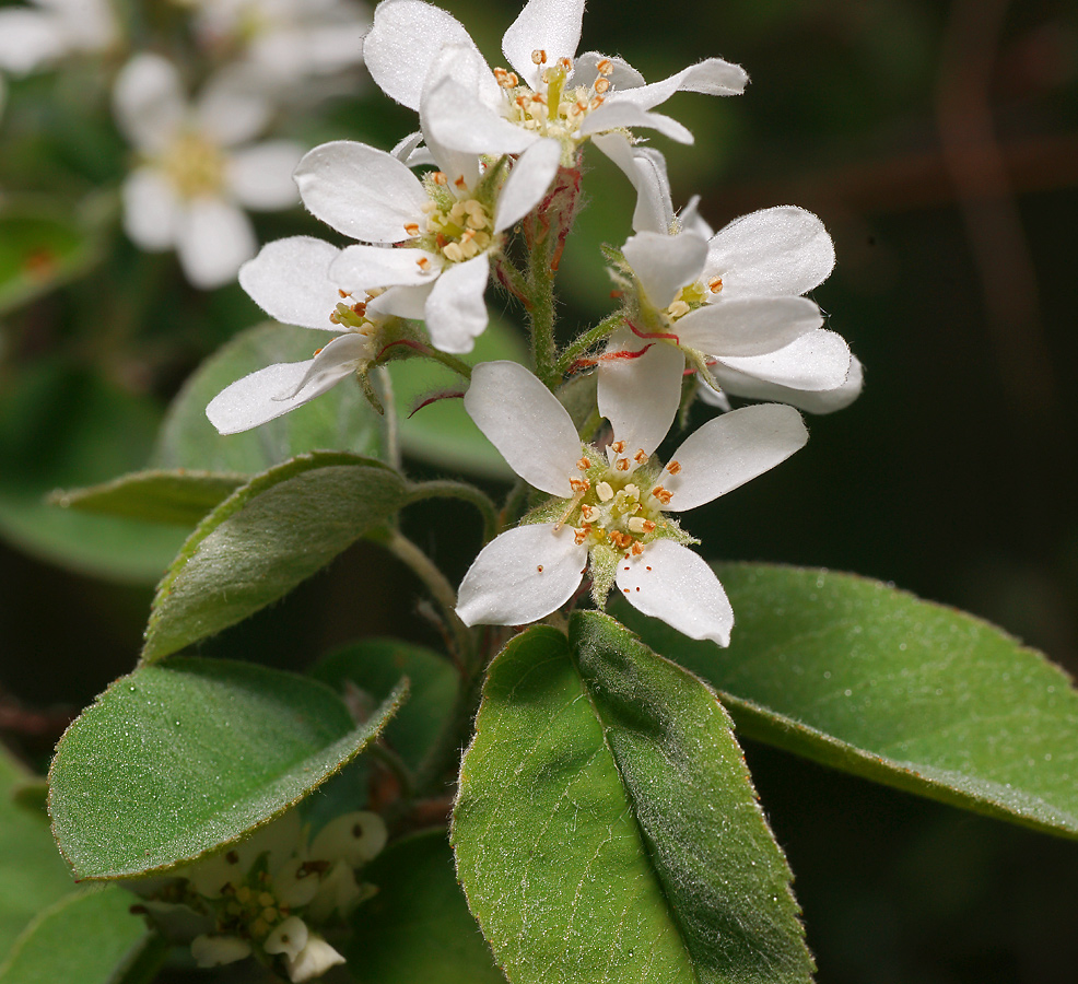 Изображение особи Amelanchier spicata.