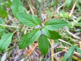 Mentha × verticillata. Верхушка побега с соцветием. Беларусь, г. Гродно, лесомассив Пышки, правый берег р. Нёман. 13.10.2013.