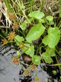 Caltha palustris