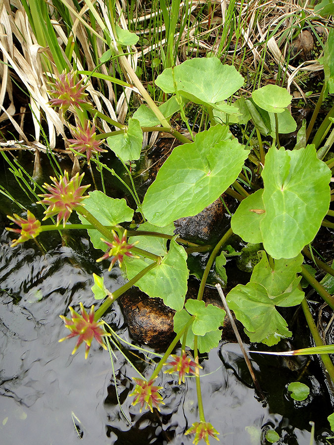 Image of Caltha palustris specimen.
