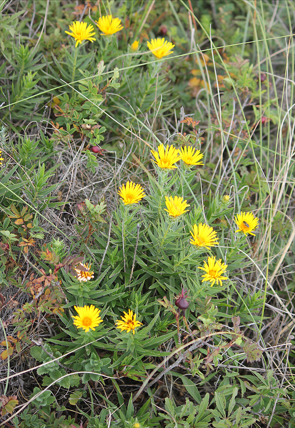 Изображение особи Inula ensifolia.