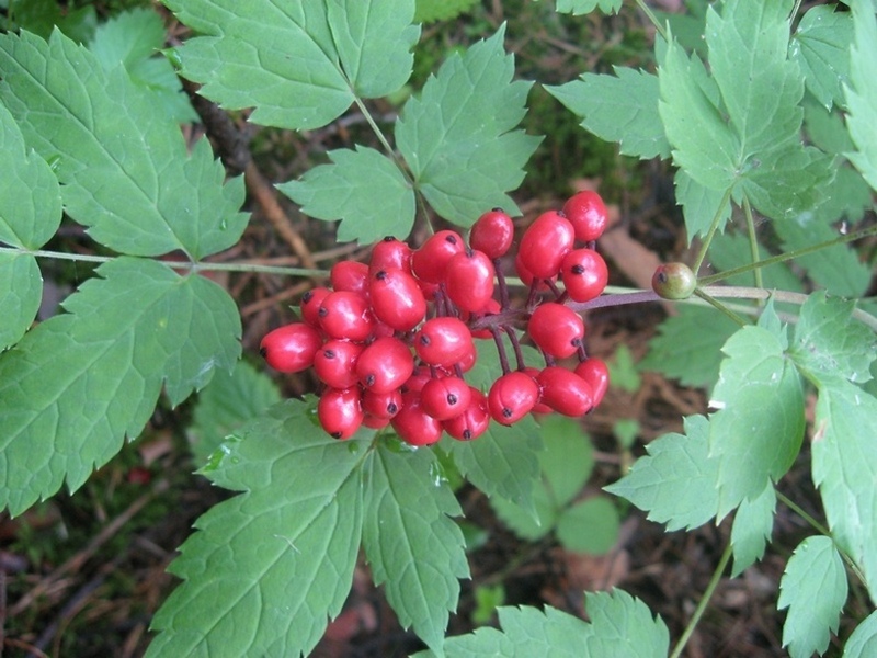 Image of Actaea erythrocarpa specimen.