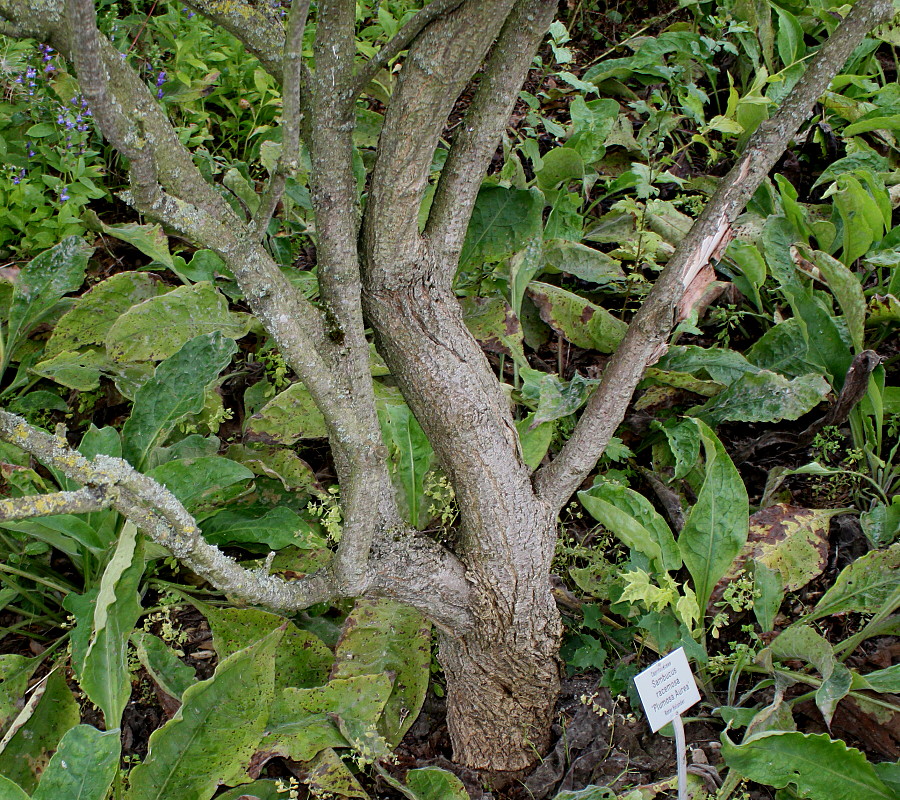 Изображение особи Sambucus racemosa.