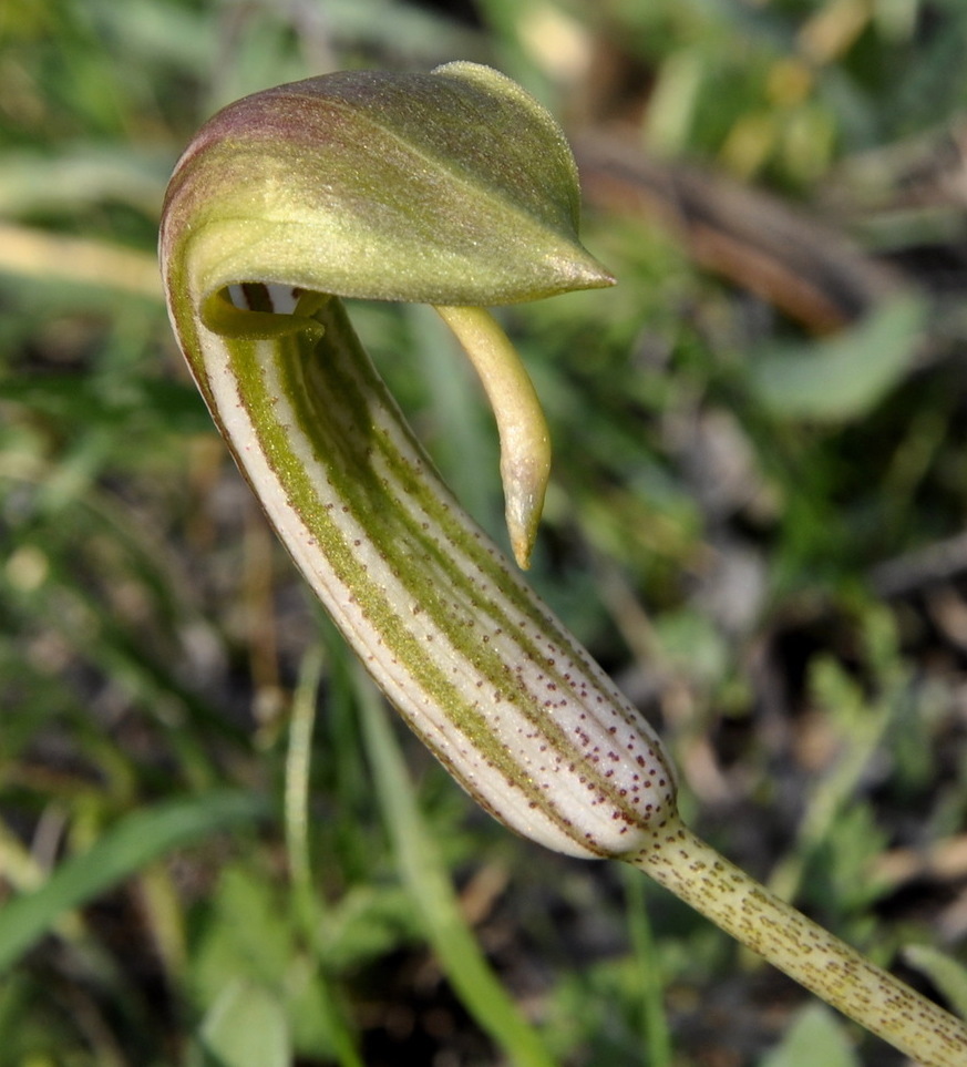 Image of Arisarum vulgare specimen.