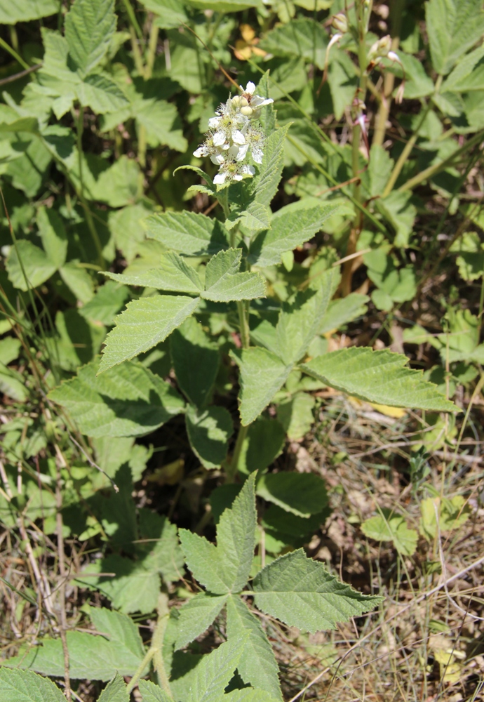 Изображение особи Rubus canescens.