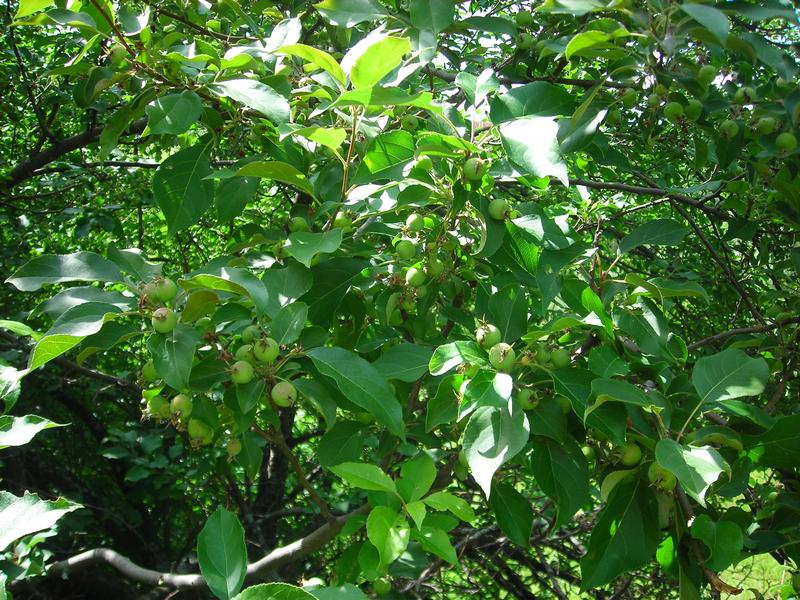 Image of Malus prunifolia specimen.
