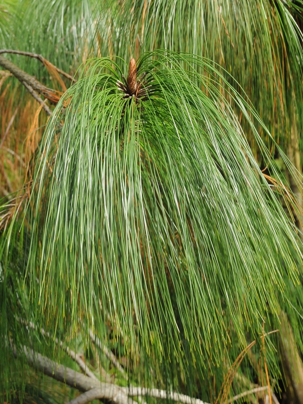 Изображение особи Pinus pseudostrobus var. apulcensis.