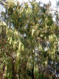 Cupressus funebris