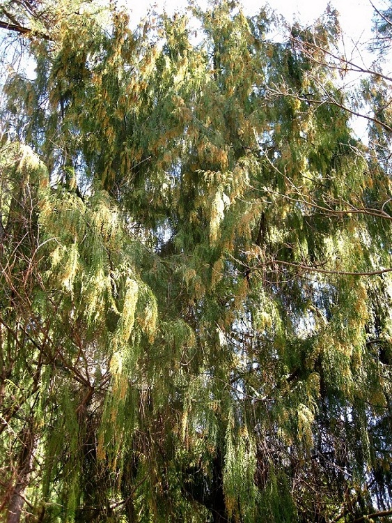 Image of Cupressus funebris specimen.