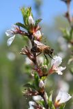 Cerasus tomentosa. Верхушка цветущего побега и пчела медоносная (Apis mellifera L.). Восточный Казахстан, Уланский р-н, с. Украинка, дачный участок, в культуре. 04.05.2007.