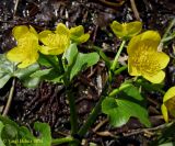 Caltha palustris. Верхушка цветущих побегов. Украина, Киев, заказник \"Лесники\", болотистая часть. 6 апреля 2014 г.