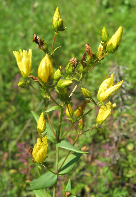 Изображение особи Hypericum elegans.