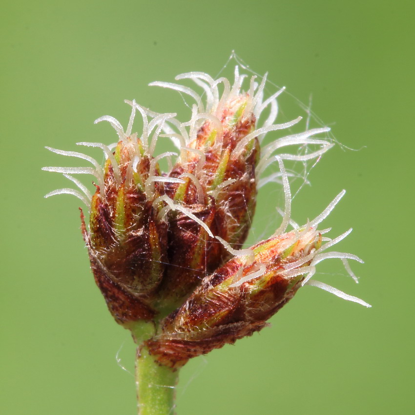 Image of Schoenoplectus tabernaemontani specimen.