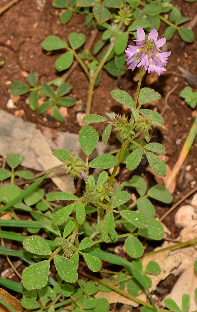Image of Trigonella lilacina specimen.