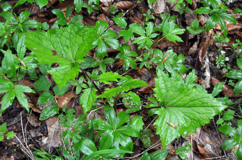 Изображение особи Cicerbita macrophylla.