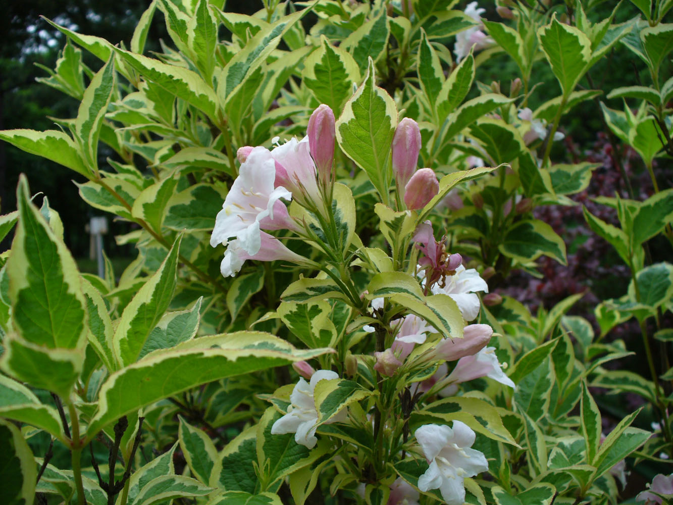 Image of Weigela florida specimen.