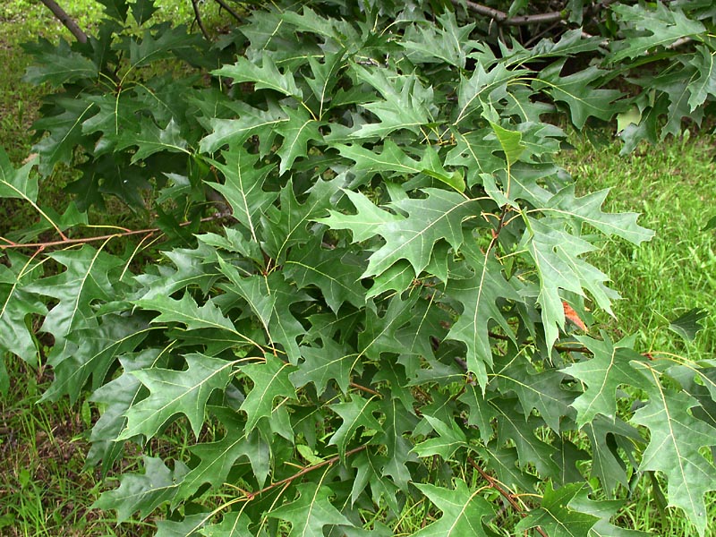 Image of Quercus rubra specimen.