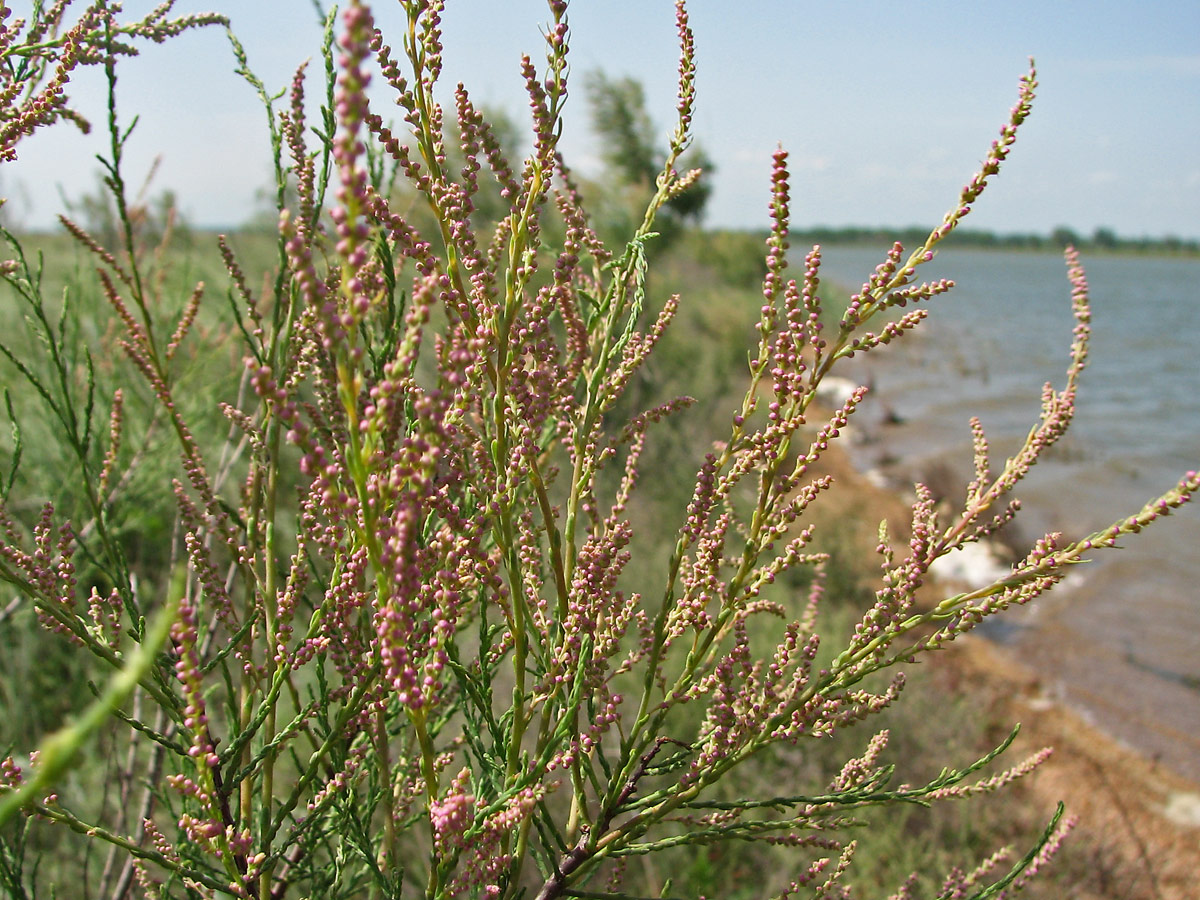 Изображение особи Tamarix ramosissima.