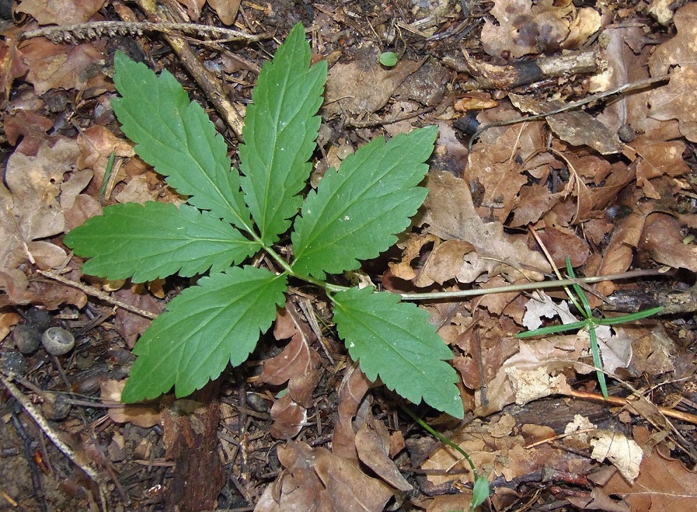 Изображение особи Cardamine bulbifera.