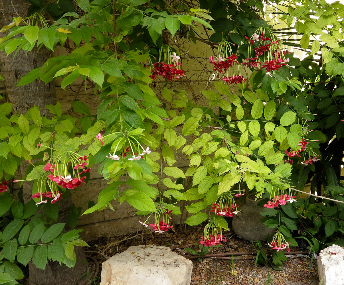 Изображение особи Combretum indicum.