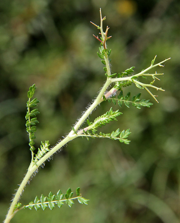 Изображение особи Sarcopoterium spinosum.