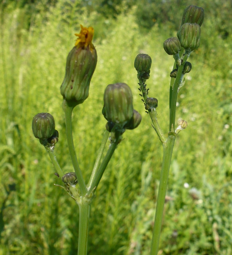 Image of Sonchus arvensis ssp. uliginosus specimen.