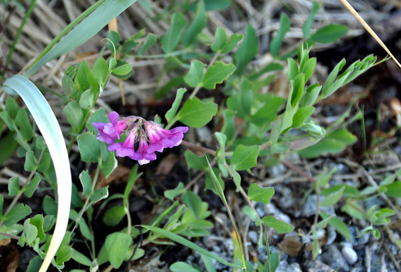 Изображение особи Lathyrus japonicus ssp. pubescens.