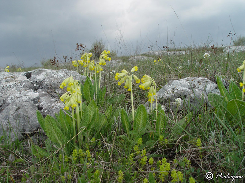 Image of Primula macrocalyx specimen.