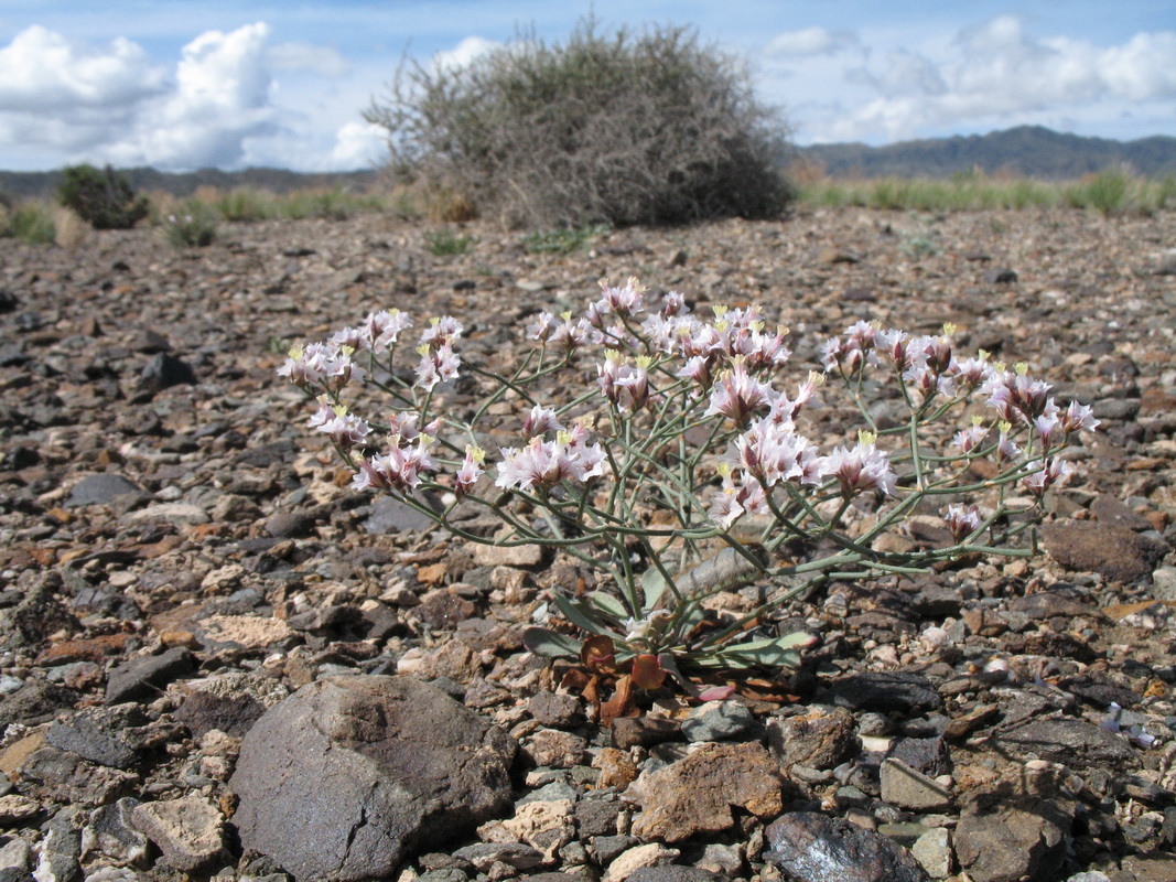 Изображение особи Limonium michelsonii.