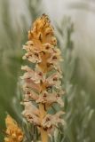 Orobanche alba. Верхушка соцветия. Ростовская обл., Мясниковский р-н, Чулекская балка. 01.06.2014.