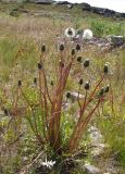 genus Taraxacum. Плодоносящее растение. Кольский п-ов, побережье Восточного Мурмана, восточный берег губы Ярнышная. 21.07.2009.