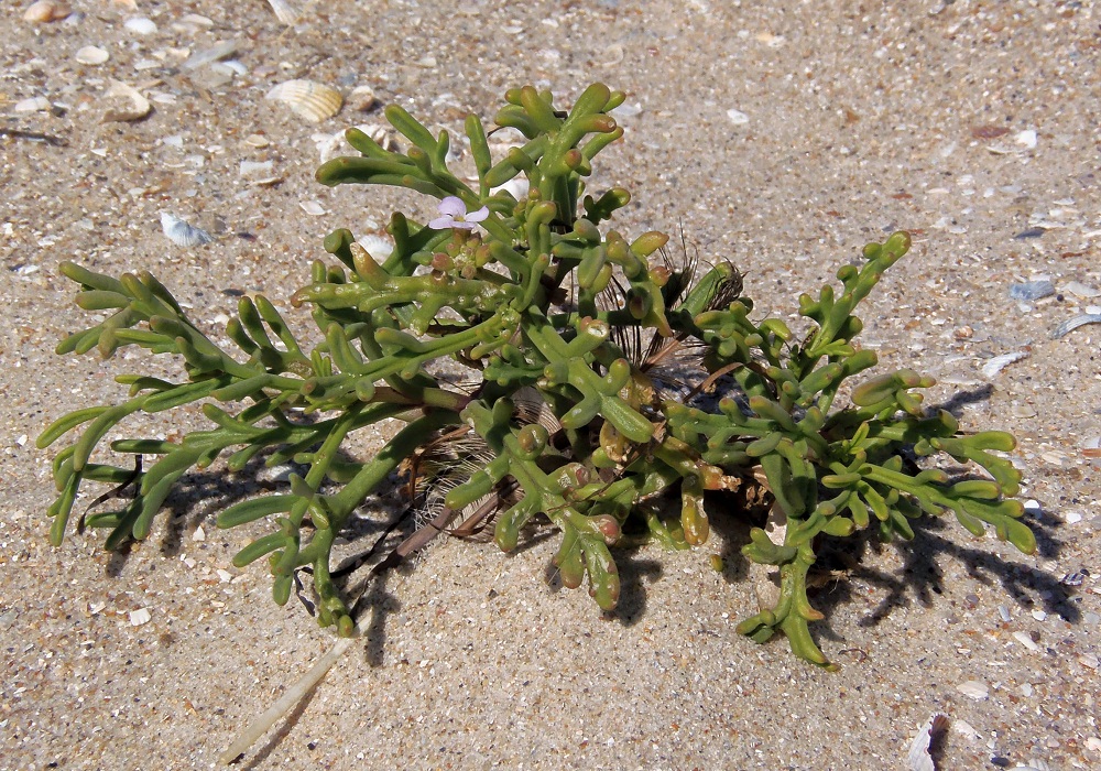 Image of Cakile euxina specimen.