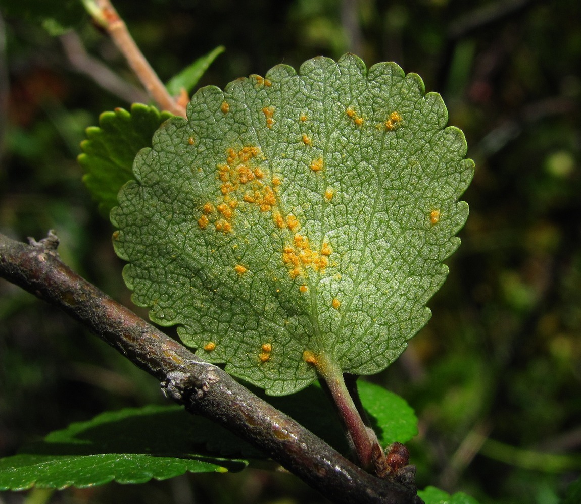 Image of Betula nana specimen.