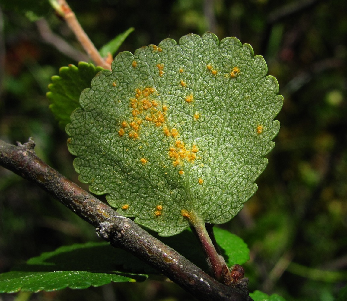 Изображение особи Betula nana.